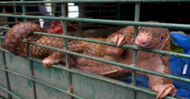 Perros, serpientes, murciélagos y pangolines: sí, estos animales se consumen en China