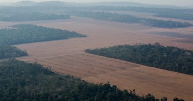 La demanda de carne está impulsando la deforestación en Brasil: cambiar la industria de la soja podría detenerla