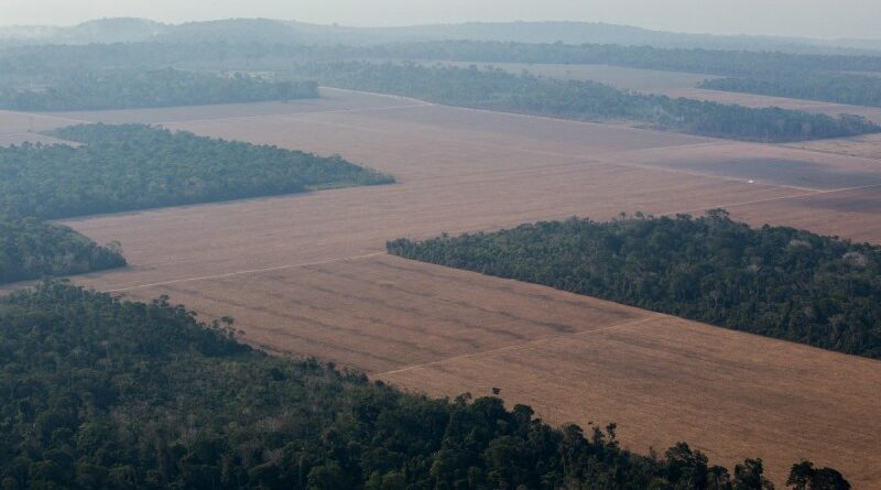 La demanda de carne está impulsando la deforestación en Brasil: cambiar la industria de la soja podría detenerla