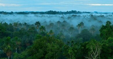 ¿Qué pasaría si talamos toda la selva amazónica?