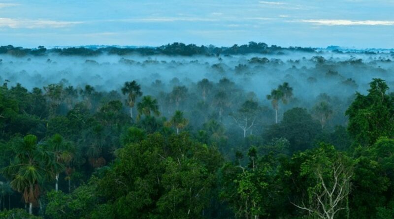 ¿Qué pasaría si talamos toda la selva amazónica?