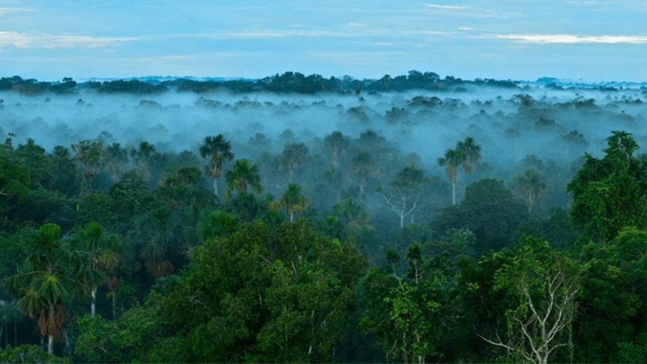 ¿Qué pasaría si talamos toda la selva amazónica?