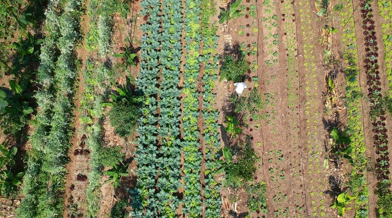 Por qué decimos agricultura ecológica cuando queremos decir agroecología