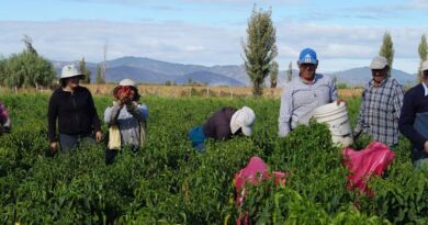 Hortalizas ancestrales para el futuro de una dieta saludable