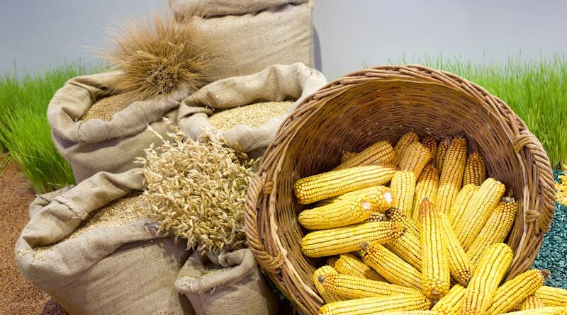 De matojos silvestres a cultivos: ¿cómo ha domesticado el hombre el trigo, el maíz y otras plantas?