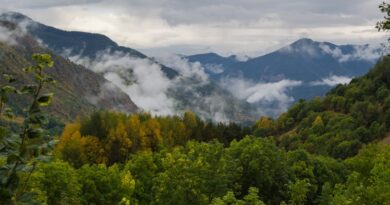 Diez bulos sobre los bosques que lastran el futuro del planeta