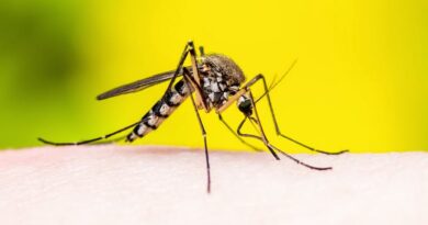 Las vacunas de la covid-19 demuestran lo rápido que se podría desarrollar una contra la malaria