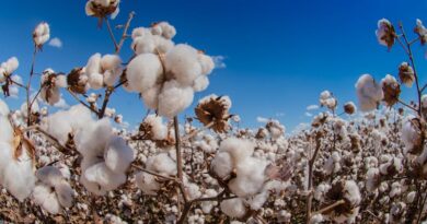 La planta del algodón podría ayudar a tratar un cáncer cerebral incurable